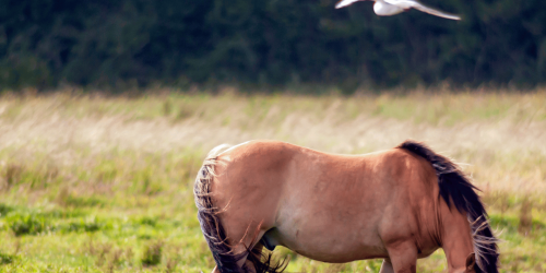 Fabrik' en Baie Gîte 15 personnes étang Baie nordique rencontre animal Henson oiseaux marquenterre