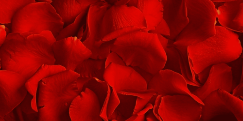 Options - Domaine des Monts de la Baie