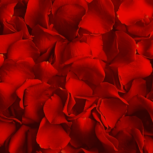 Options - Domaine des Monts de la Baie