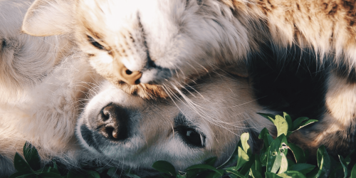 Fabrik' en Baie Gîte 15 personnes étang Baie nordique